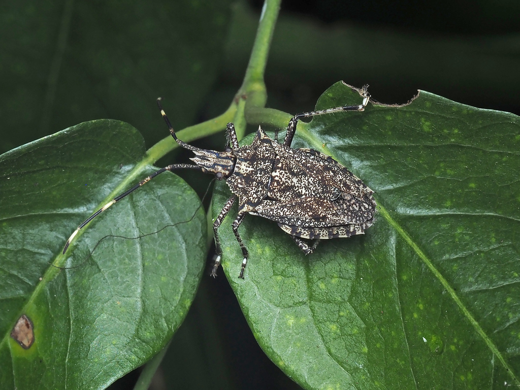 Alcaeus varicornis from Dowse Lagoon, Brisbane QLD, Australia on April ...