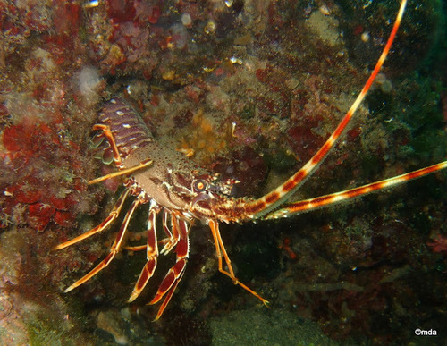 Palinurus elephas (Fabricius, 1787)