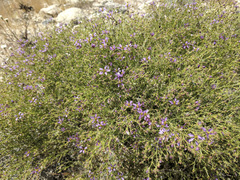 Fagonia laevis