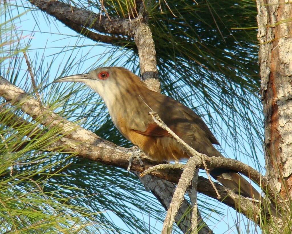 Great Lizard-Cuckoo from Minas de Matahambre, Cuba on November 9, 2010 ...
