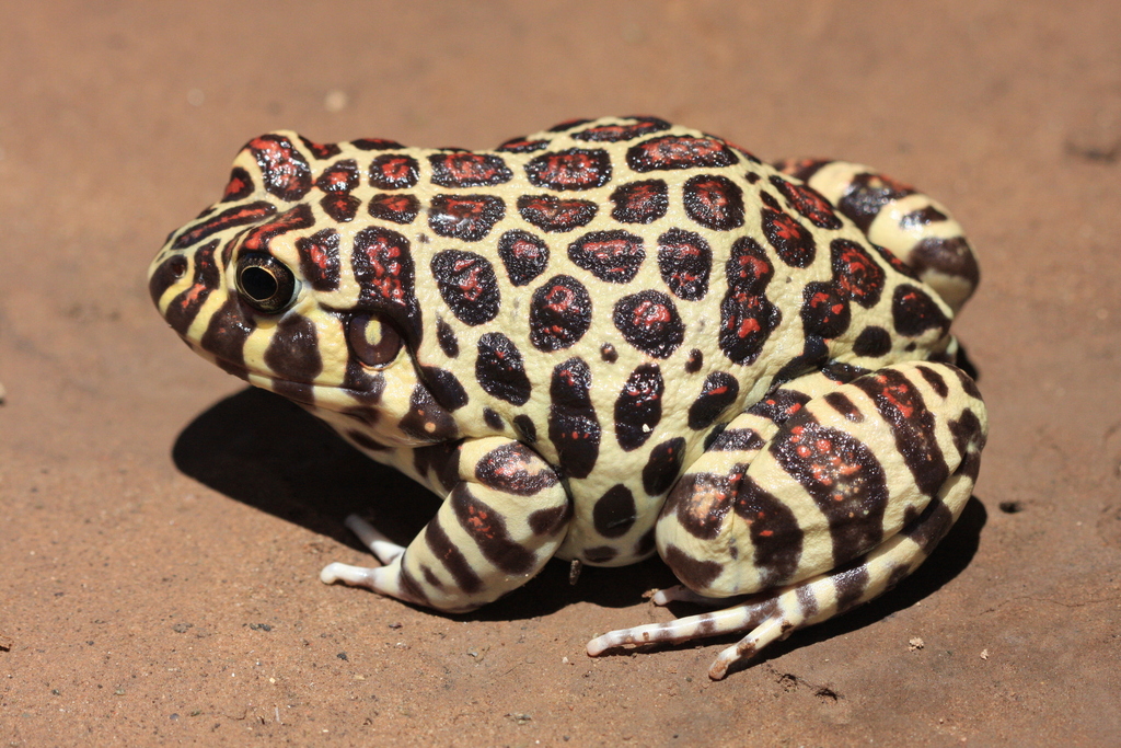 Santa Fe Frog