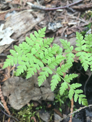 Cystopteris bulbifera