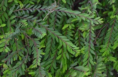 Phyllanthus myrtifolius