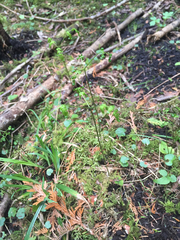 Gymnocarpium dryopteris