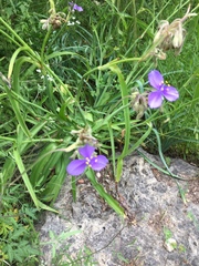 Tradescantia gigantea
