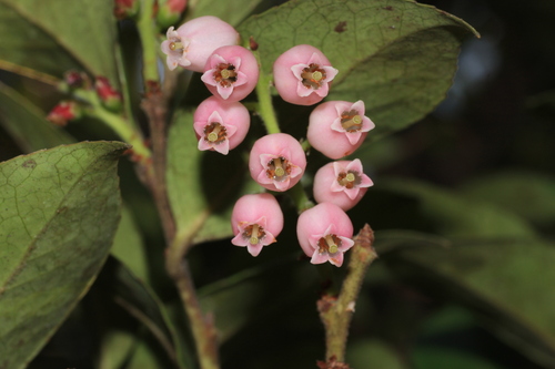 Image of Vaccinium symplocifolium by (c) madhavan a.p, some rights reserved (CC BY)