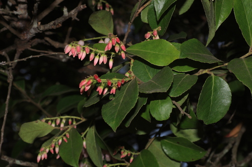 Image of Vaccinium symplocifolium by (c) madhavan a.p, some rights reserved (CC BY)