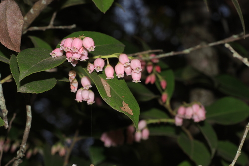 Image of Vaccinium symplocifolium by (c) madhavan a.p, some rights reserved (CC BY)