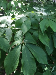 Aesculus parviflora