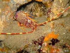 Palinurus elephas