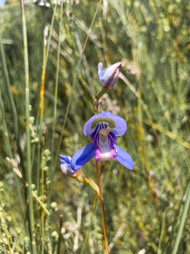 Image of Disa graminifolia by (c) Justin Ponder, some rights reserved (CC BY)