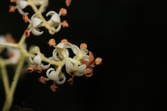 Chionanthus mala-elengi, photograph (c) madhavan a.p, some rights reserved (CC BY)