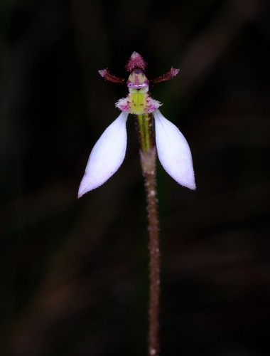 Image of Eriochilus cucullatus by (c) Peter Crowcroft, some rights reserved (CC BY)