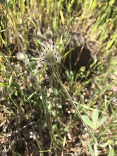 iNaturalist observation photo of Rancheria clover