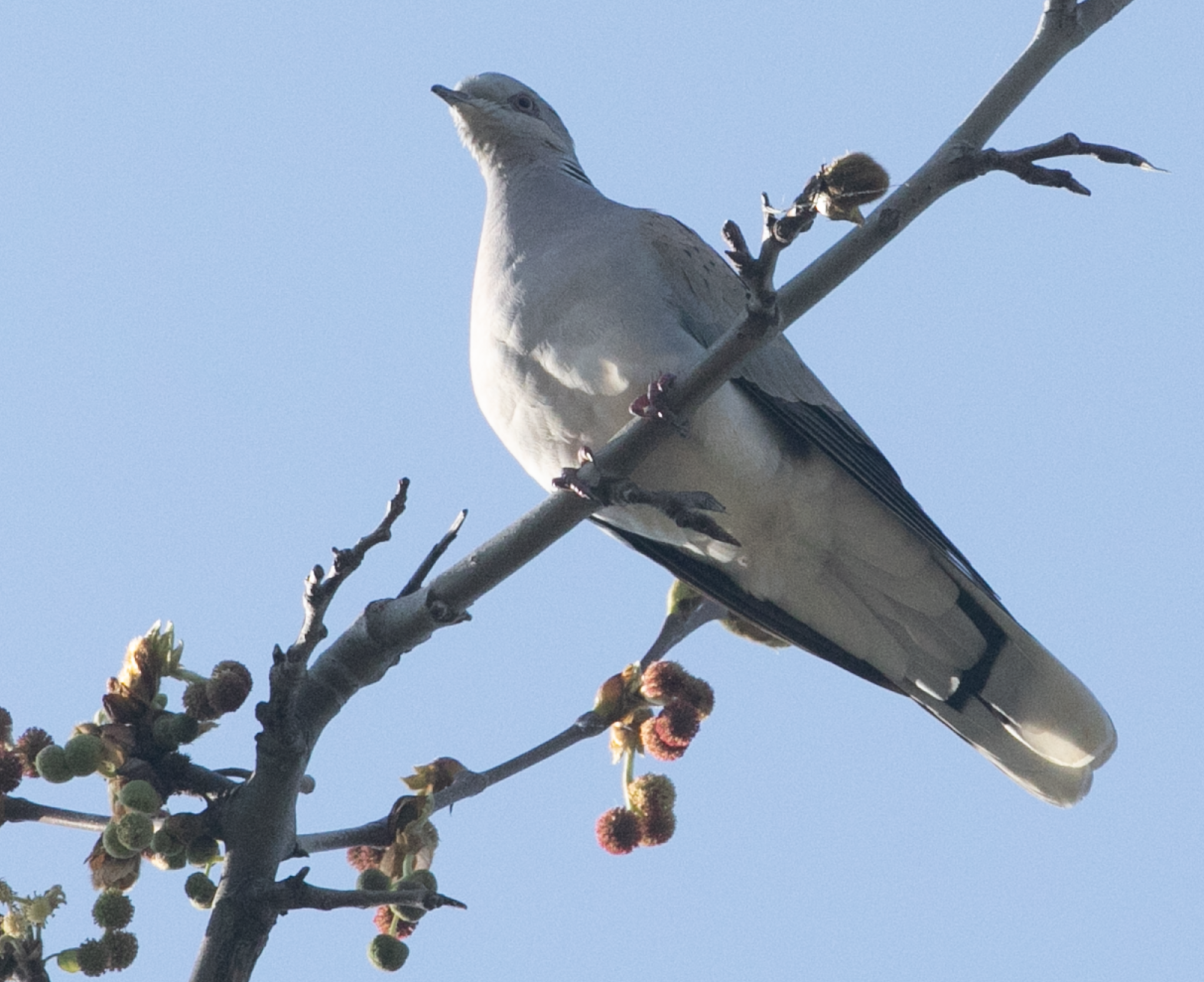 European Turtle Dove
