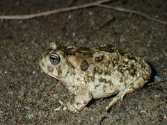 Anaxyrus californicus