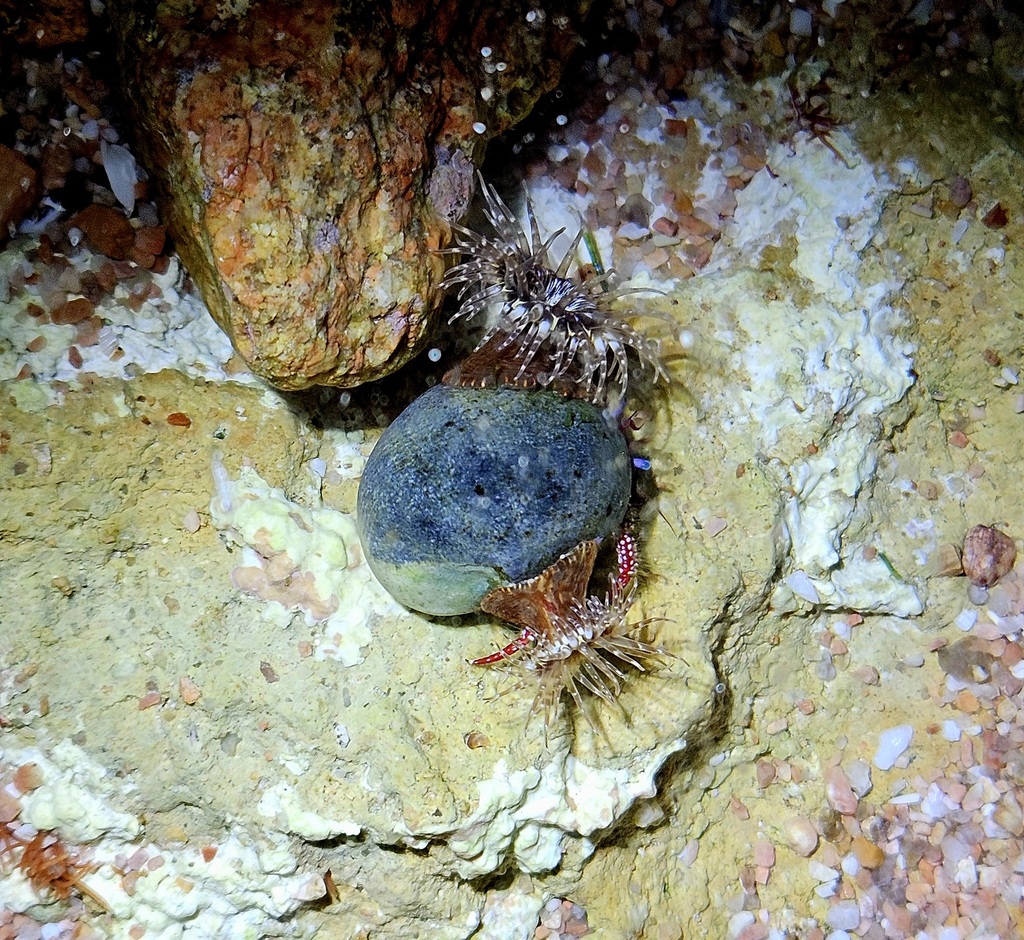 Actiniid Sea Anemones from Flinders Island South Australia on April 9