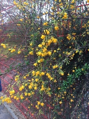 Berberis × stenophylla