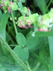 Tellima