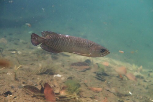 Gulf saratoga (Scleropages jardinii) — Osteoglossidae