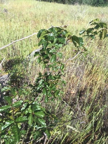 iNaturalist observation photo of Pacific poison oak