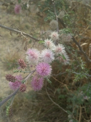 Mimosa monancistra