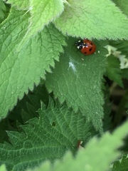 Coccinella septempunctata