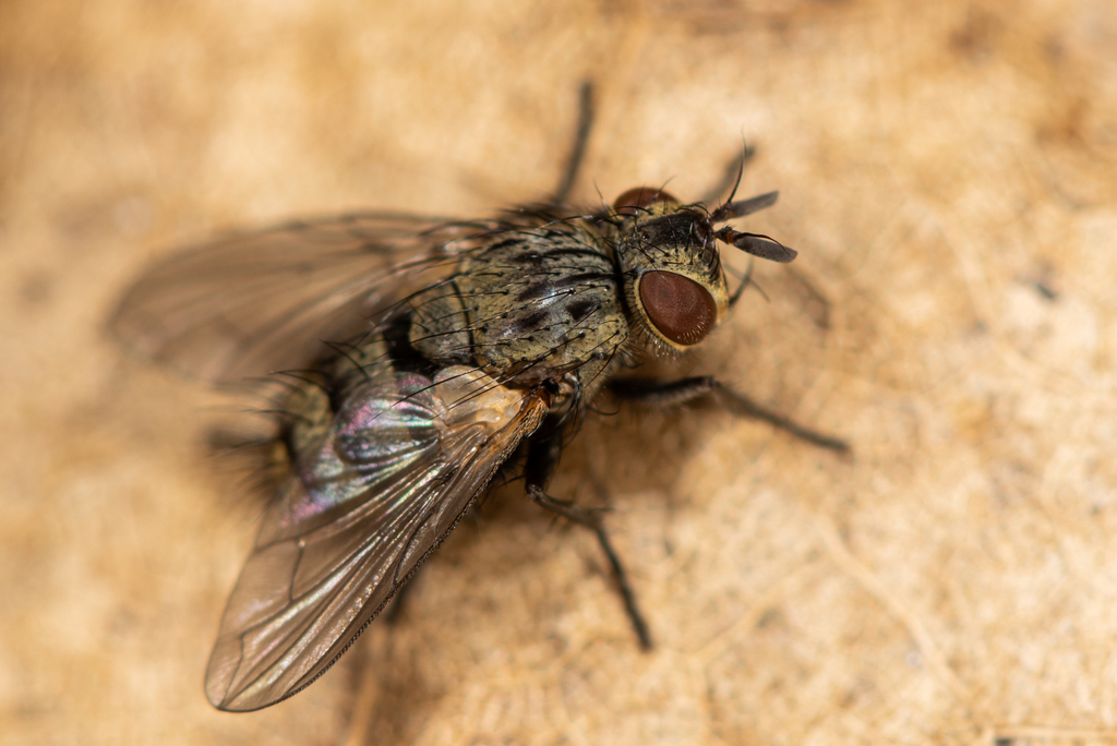 Cyzenis albicans