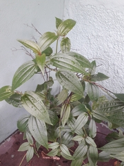 Aciotis circaeifolia