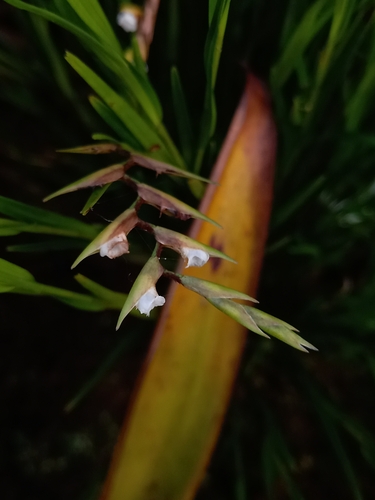 Elleanthus lancifolius C.Presl
