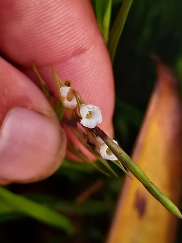 Elleanthus lancifolius C.Presl 2
