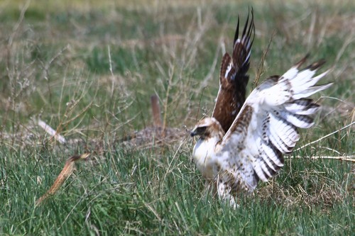 Red-tailed Hawk photographed in Colorado