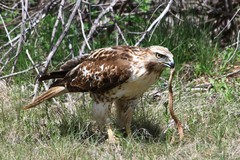 Red-Tailed Hawk photo 6