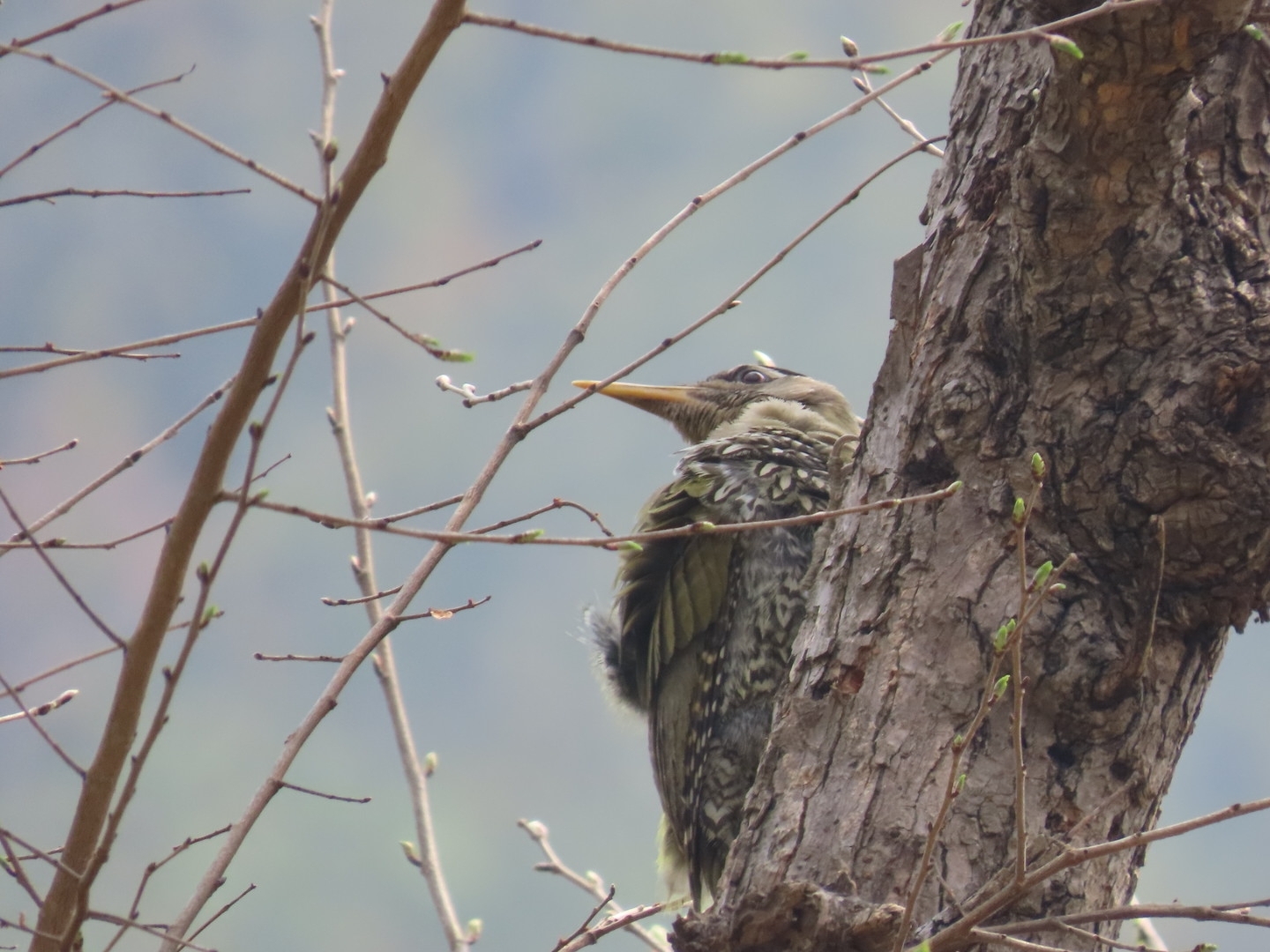 Scaly-bellied Woodpecker (Picus squamatus), photo 5