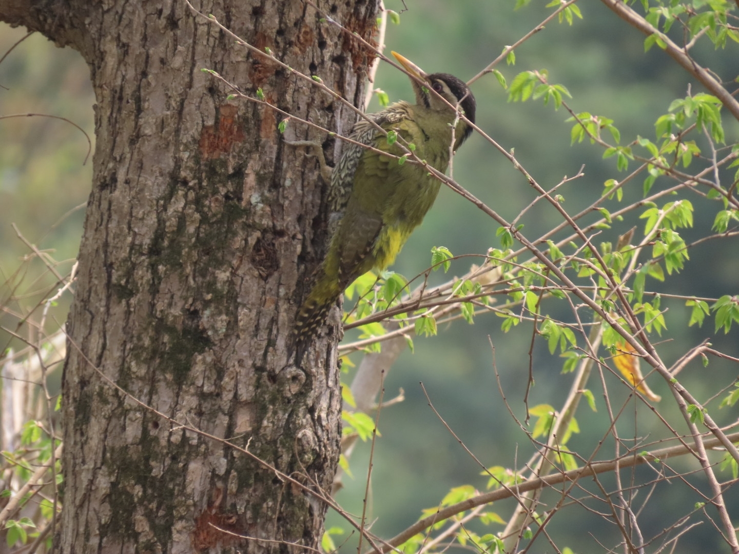 Scaly-bellied Woodpecker (Picus squamatus), photo 6