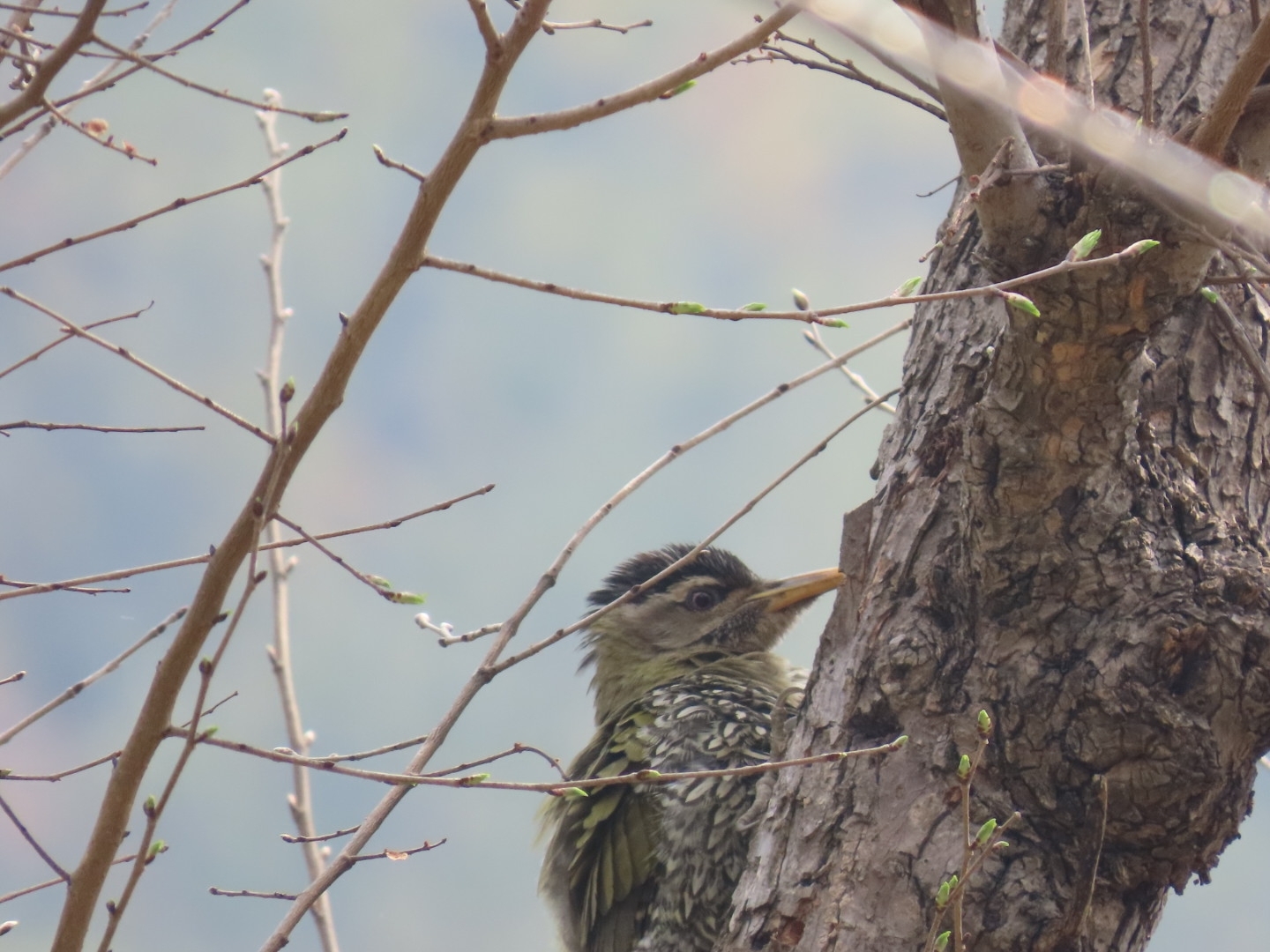 Scaly-bellied Woodpecker (Picus squamatus), photo 7