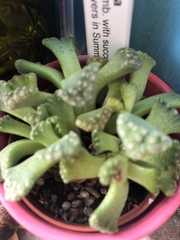 Titanopsis