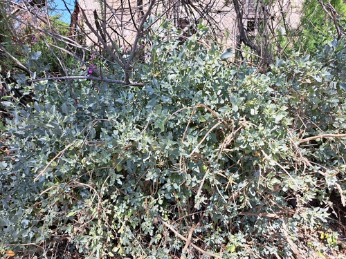 Mediterranean Saltbush