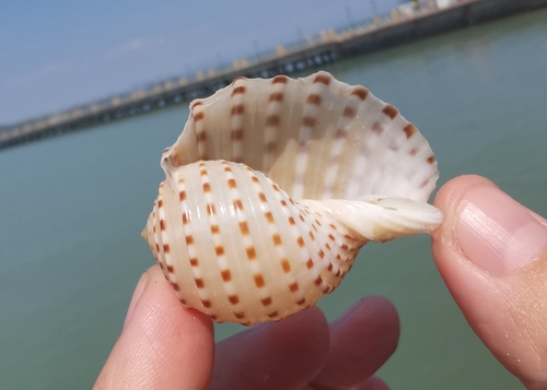 spotted tun snail (Tonna dolium)