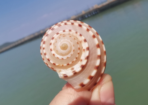 spotted tun snail (Tonna dolium)