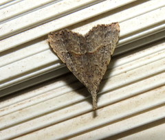 Trigonistis asthenopa