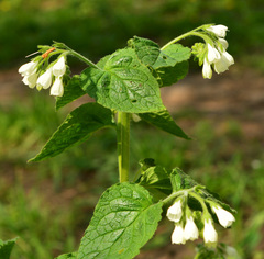 Symphytum tauricum