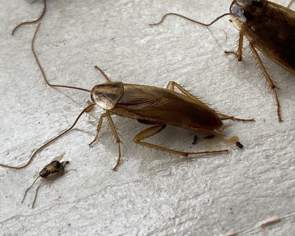 German Cockroach from улица Стромынка, Москва, Москва, RU on April 14 ...