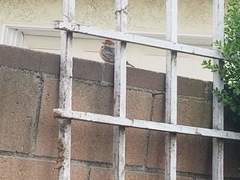 Haemorhous mexicanus