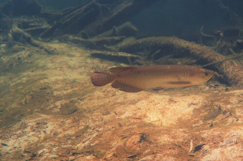 Gulf saratoga (Scleropages jardinii) — Osteoglossidae — 5
