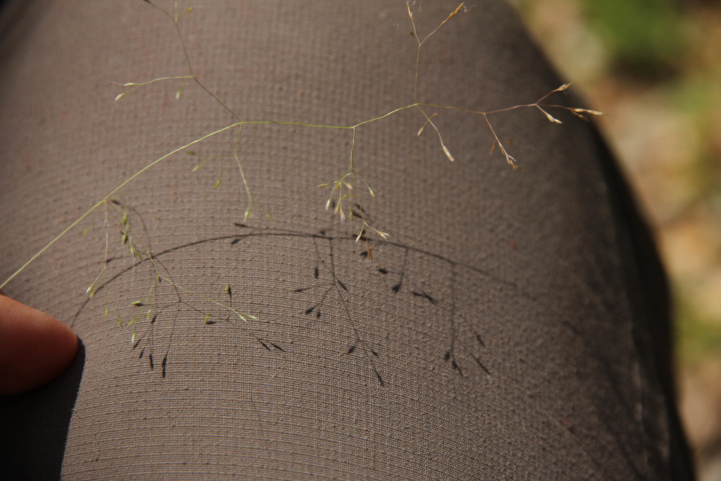 Elliott's Bentgrass