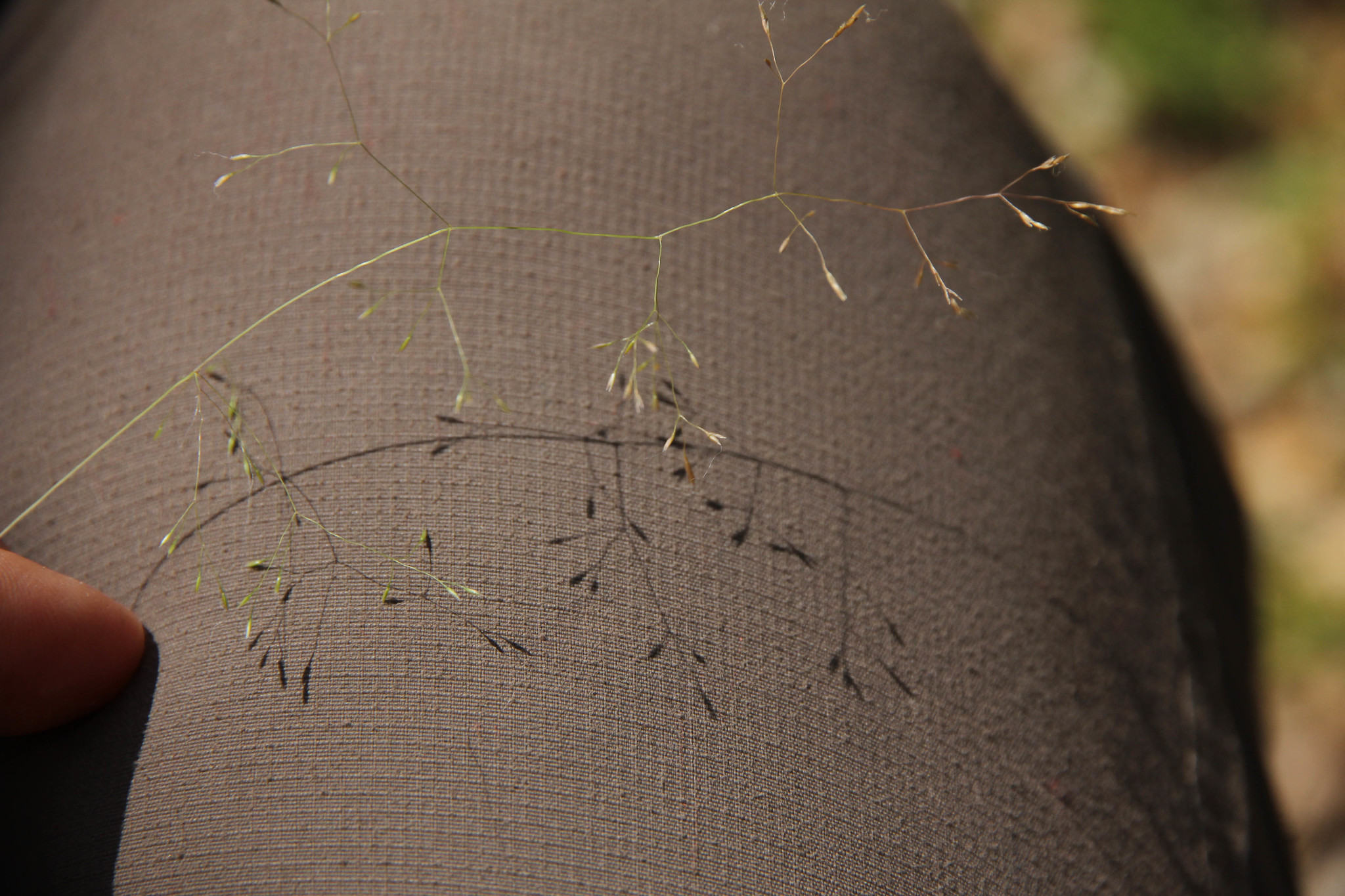Agrostis elliottiana