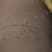 Agrostis elliottiana - Photo (c) Cassi, algunos derechos reservados (CC BY-NC), subido por Cassi
