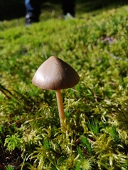 Entoloma vernum
