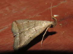 Lysimelia lenis